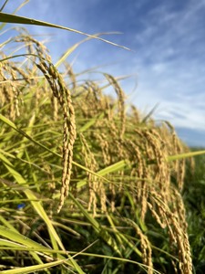 新米 令和7年産 「黒田さん家のお米」長野県松本産こしひかり 無洗米 5kg×2袋 | 米 国産 こめ 松本市 お米 ふるさと納税 信州 無洗米