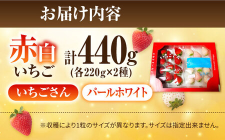 【先行予約】【農家直送】赤白「いちごさん」＆「パールホワイト」セット各220g /赤いちご 白いちご 紅白いちご 赤白いちご 甘〜いいちご 食べ比べパックいちご イチゴ 苺  佐賀県産いちご ブランド