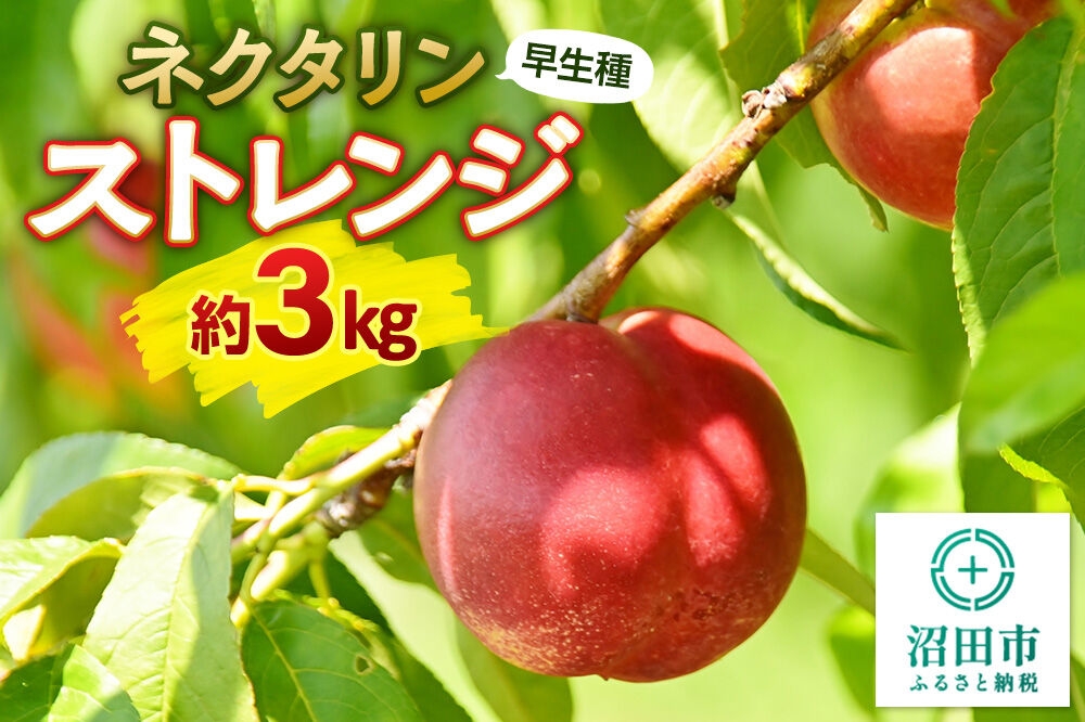 
                  ネクタリン 早生種 ストレンジ 約3kg（20個前後）希少品種 小粒 ご自宅用 フルーツ王国松井 [数量限定 希少品種 夏の味覚 夏の果物 夏のフルーツ 桃 もも モモ ネクタリン ストレンジ ジャム シロップ ご家庭用]
                