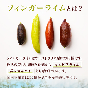 フィンガーライム　70g【0094-003】岐阜県 可児市 果物 果実 新時代 国産 ｷｬﾋﾞｱﾗｲﾑ 森のｷｬﾋﾞｱ ﾌﾙｰﾂｷｬﾋﾞｱ ﾌﾞｯｼｭｷｬﾋﾞｱ 希少 柑橘 ｶﾙﾊﾟｯﾁｮ ﾛｰｽﾄﾋ