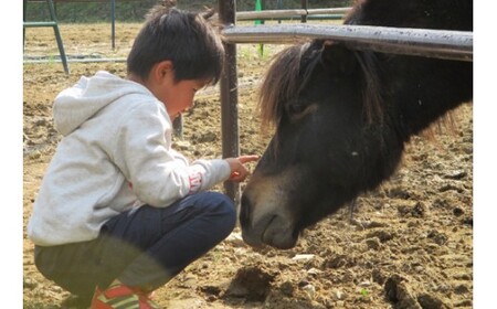 馬のお世話体験とふれあい乗馬【キッズ】