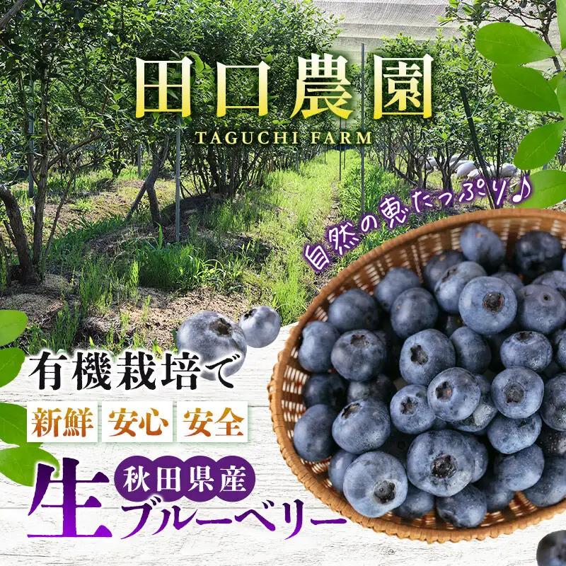 《先行受付》【加工用】田口農園 秋田県産 ブルーベリー 生 合計1kg（500g×2パック）