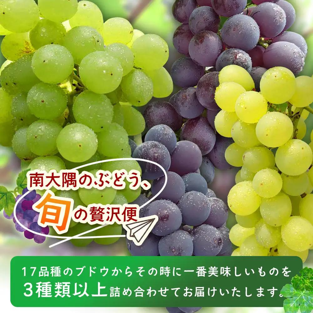 【先行予約・数量限定】2026年7月下旬発送 旬のブドウ味くらべ約2kg (5～6房) TE708｜期間限定 産地直送 旬 ブドウ 葡萄 ぶどう フルーツ 果物 くだもの 果実 食べ比べ 鹿児島県 南