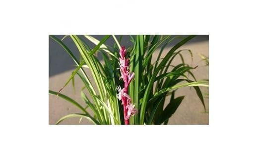 
            緑の力で地球を元気に!【キチジョウソウ】　10.5cmポット　15本セット　花が咲くと縁起が良い!
          