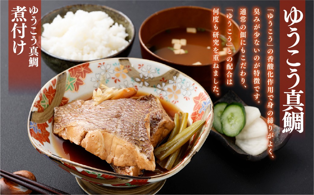 【premiumfishbrand】ゆうこう真鯛（活〆）×1尾（約1.5kg）