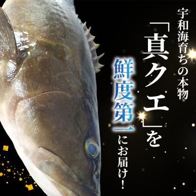 ふるさと納税 西予市 <活き〆 幻のクエ(養殖)1尾> 原体 真クエ くえ 約2kg〜3kg 約5〜6人前 宇和海産 鍋用 |  | 01