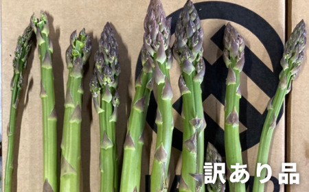 【令和9年産先行予約】アスパラガス 訳あり 1kg 定期便 2回便 北海道 美瑛町 ラスノーブル アスパラ