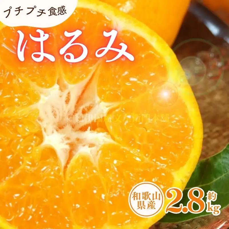 はるみ 約2.8kg/サイズおまかせ　※2027年1月下旬～2027年3月中旬頃に順次発送予定(お届け日指定不可)　紀伊国屋文左衛門本舗　【ntbt461B】