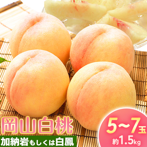 【2026年先行予約】桃 もも 岡山白桃 5～7玉 約1.5kg 加納岩もしくは白鳳 岡山県産 環山堂株式会社《2026年7月上旬-7月中旬頃出荷》岡山県 浅口市 白桃 果物 フルーツ 送料無料【配送不可地域あり】