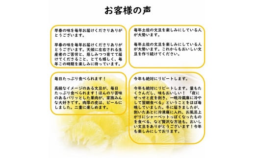 生産者直送　土佐文旦3.0kg[2L～4L]家庭用 【2026年1月下旬より発送】 家庭用 文旦 柑橘 みかん フルーツ  果物  産地直送 お取り寄せ 人気  美味しい 名産  高知県 高知