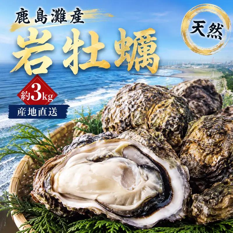 鹿島灘産 天然 岩牡蠣  約3㎏ 冷蔵 【9月下旬頃まで発送予定】