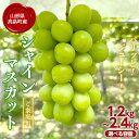 【ふるさと納税】≪2025年先行予約≫【農業者支援】山形県 高畠町産 ご家庭用 シャインマスカット 容量が選べる 約1.2kg（2房） 約1.8kg（3房） 約2.4kg（3～4房） 箱詰め 2025年9月中旬から順次発送 種なし くだもの 果物 フルーツ 訳あり 産地直送 数量限定 F21B-218var