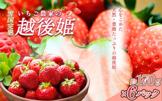 先行予約  いちご 雪国完熟越後姫 約170g×6P 苺 イチゴ フルーツ 完熟 越後 新潟 苺の花ことば