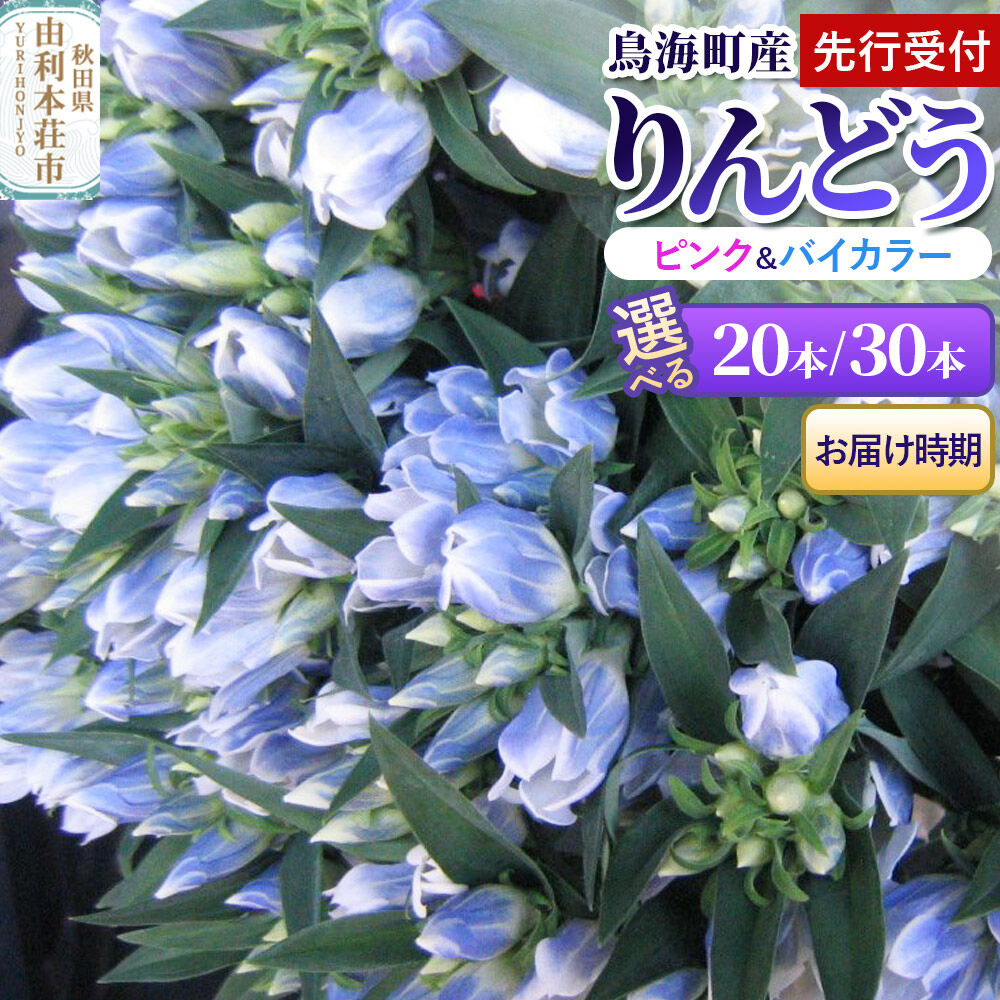 【ふるさと納税】《先行受付》【10月お届け】鳥海町産 りんどう ピンク バイカラー【選べる 本数：20本・30本／お届け時期：10月上旬お届け・10月下旬お届け】 [りんどう リンドウ 竜胆 花 生花 仏花 切り花 ギフト 贈答 インテリア フラワー 秋田県]