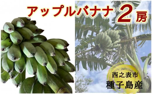 種子島 産 園田バナナ園 の アップルバナナ 2房　NFN529【450pt】