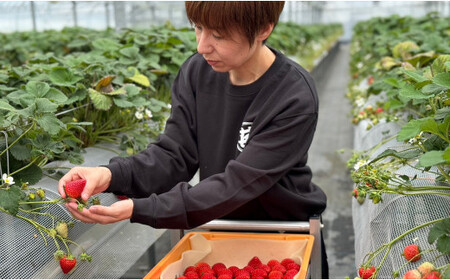 ＜予約受付＞【3回定期便】有田いちご 朝摘み完熟いちご4パックを毎月お届け！ (1月～3月の全3回) 240g×4パック【みゆきファーム】有機肥料にこだわった美味しいいちごです いちごさん F35-1