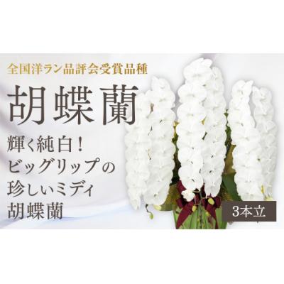 ふるさと納税 山口市 【全国洋ラン品評会受賞品種】ミディ系ホワイト胡蝶蘭『リトルシルキー』3本立[LS-3]　B103