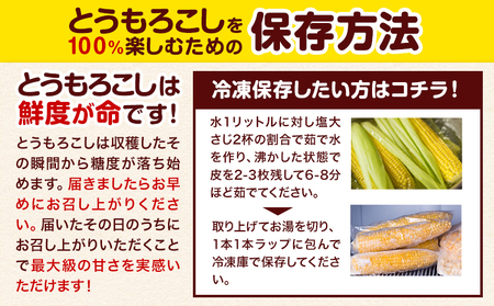 【2026年出荷】北海道名寄産ホワイトコーン L～2Lサイズ22本 《2026年8月中旬-9月中旬頃より順次出荷予定》