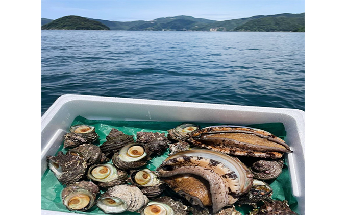 若狭湾産　天然あわび、活さざえセット