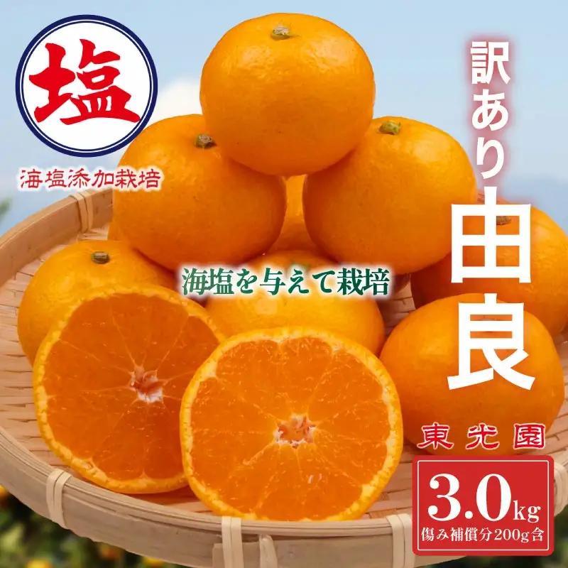 【予約受付】 由良 みかん 3kg 10月上旬 順次発送 訳あり みかん 柑橘  