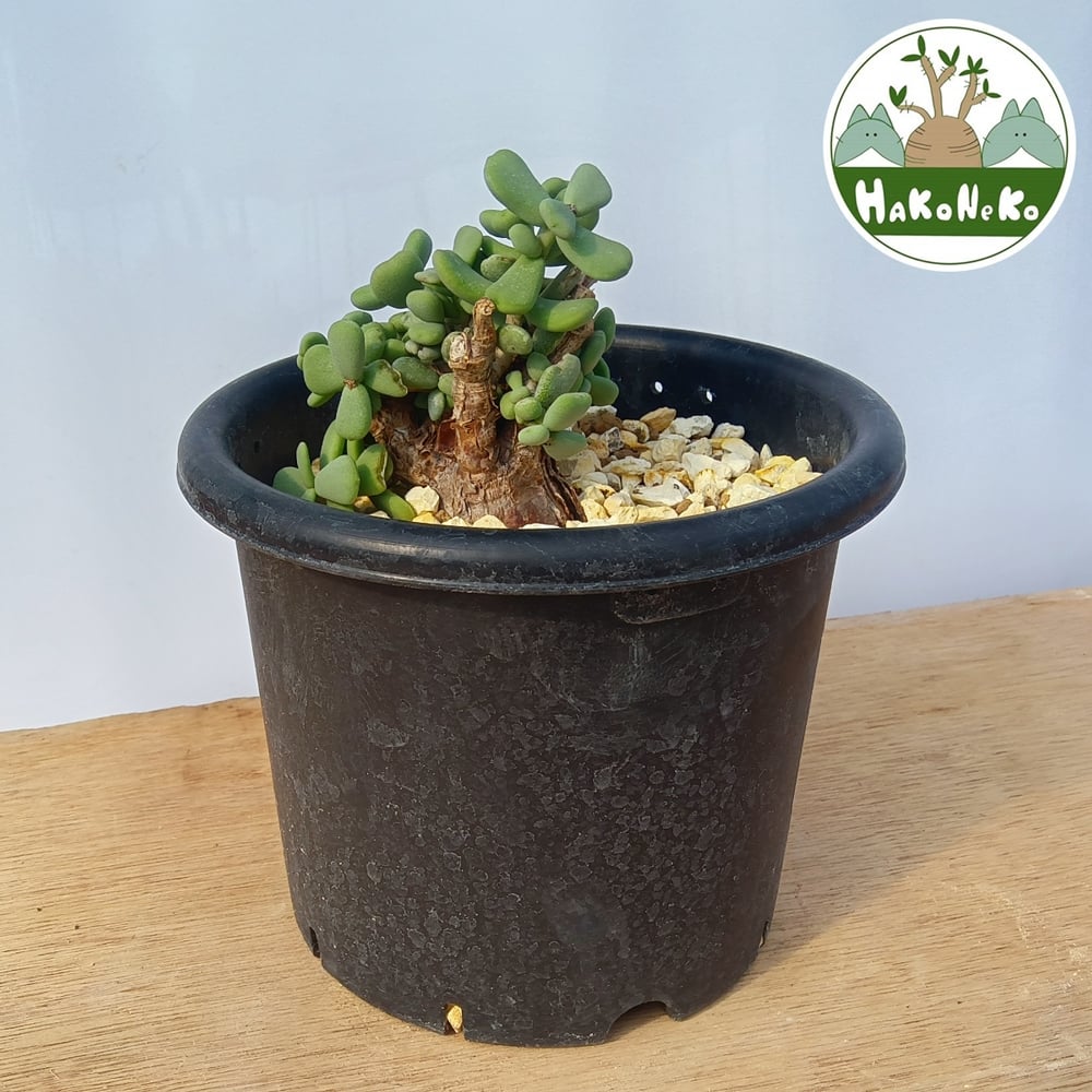 
                  ケラリア・ピグマエア (発根管理済) A015｜観葉植物 コーデックス 盆栽 鉢植え インテリア ハコネコ [0668]
                