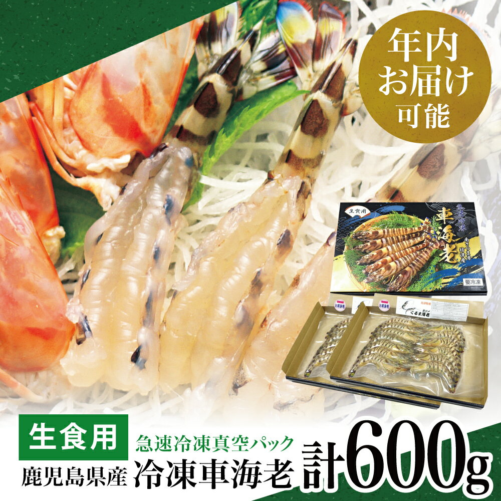 【ふるさと納税】★年内お届け★ 鹿児島県産 活〆 冷凍車海老 600g（生食用） 車エビ 車えび くるまえび 海老 えび クルマエビ 海鮮 刺身 寿司 天ぷら 塩焼き エビフライ南さつま市 送料無料 年末配送 年内発送 指定可能