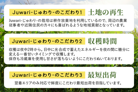 数量限定 ＜2024年6～7月発送予定＞ ブランドとうもろこし Juwari-じゅわり- お楽しみとうもろこし（ドルチェドリーム / ゴールドラッシュネオ / ホイップコーンのいずれか） 4kg以上 