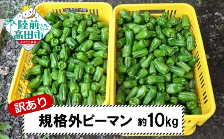 訳あり 規格外 ピーマン 約10kg 【 不揃い 産地直送 新鮮 料理 野菜 大容量 岩手県 陸前高田市 Farm Koganeyama 】 RT2724