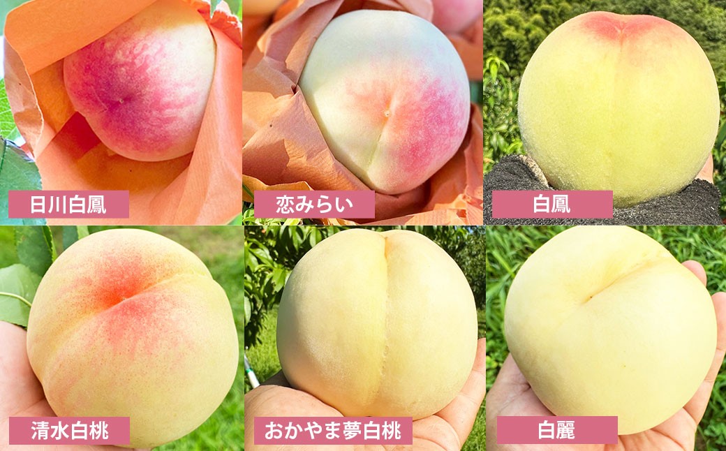 モモナピーチファームの桃 2.0kg（7～9玉）