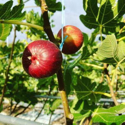 ふるさと納税 大和郡山市 奈良県産ドライフルーツ〜西本農園栽培乾燥いちじく葉で作ったお茶〜[いちじくの葉茶]3袋セット |  | 03