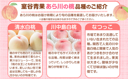 【予約受付】あら川の桃 約1.1kg 室谷青果 《2025年6月下旬-8月中旬頃出荷》 和歌山県 紀の川市