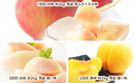 【定期便3回】もも好きのためのやまがたもも定期便 FY25-040