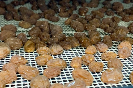 無添加 干しぶどう シャインマスカット 40g×1袋 期間限定 国産 レーズン ドライフルーツ 砂糖不使用 ブドウ 葡萄 加工食品 お菓子 スイーツ おやつ 