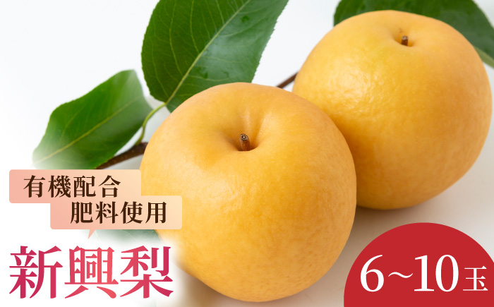 
            【先行予約】有機配合肥料使用 新興梨 6玉から10玉 2025年10月上旬から10月中旬 出荷予定【春光園】 梨 なし 果物 フルーツ
          