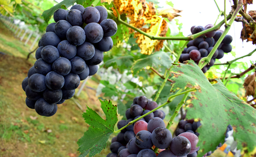ぶどう 人気3種 詰め合わせ 2kg 朝採れ 旬 ブドウ 葡萄 果物 フルーツ 冷蔵 贈答 ギフト