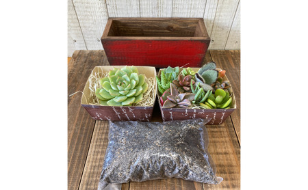多肉植物 じぶんで植える 多肉 寄せ植えキットE 木製 シンプル プランター 全3色 インテリア 植物 寄せ植え ガーデニング 福岡 小郡市 白色