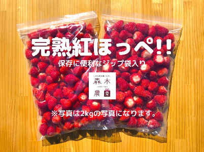 冷凍 いちご 苺 2kg 完熟 紅ほっぺ ヘタ取り いちご 静岡 限定 苺 冷凍いちご 果物 スイーツ いちご 紅ほっぺ 牧之原市 デザート フルーツ スイーツ アイス ジャム シャーベット ベリー 氷菓 冷凍 甘い オススメ ギフト 人気 紅ほっぺ 牧之原市 森木農園