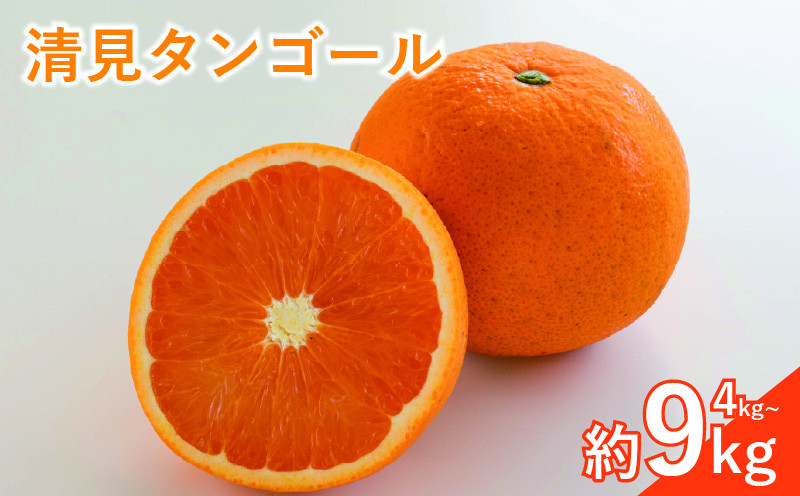 
                  【2026年3月下旬頃から順次発送】【訳あり】 みかん 柑橘 清見タンゴール 約4kg/約9kg | 柑橘 みかん 果物 フルーツ おすすめ 人気 ジューシー オレンジ 果実 愛媛 松山 送料無料
                