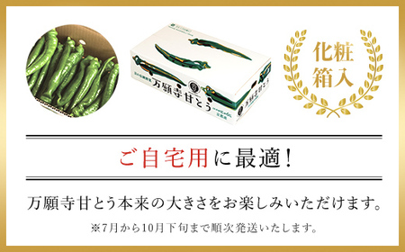 ＜7月発送開始！＞京のブランド産品 万願寺甘とう 秀品 2kg【2025年発送分】  FCCS003