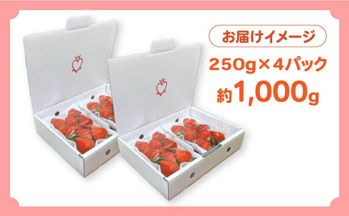 【2025年1月〜発送】南島原産 いちご 「恋みのり」約260g×4P / イチゴ 苺 フルーツ 果物 / 南島原市 / あゆみfarm [SFF001]