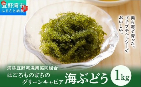 【はごろものまちのグリーンキャビア】 海ぶどう 1kg