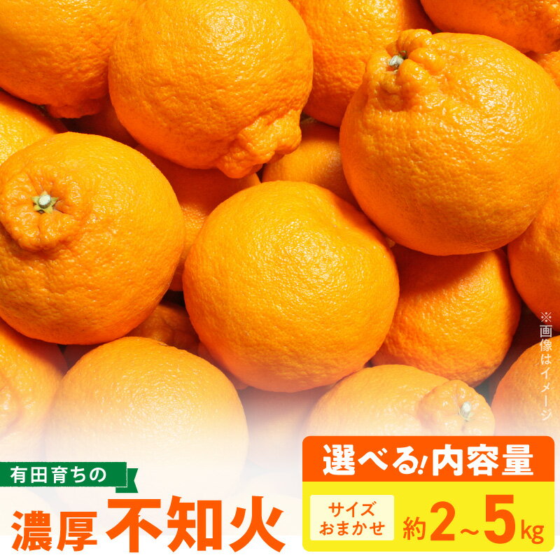 【ふるさと納税】【限定】 訳あり 有田 不知火 選べる 内容量 約2kg 約3kg 約5kg サイズ おまかせ 濃厚 甘み ほどよい酸味 バランス 絶妙 デコポン 清見 ポンカン 柑橘 果肉 ジューシー 果汁 春柑橘 家庭用 みかん 果物 果実 デザート お取り寄せ 和歌山県 湯浅町 送料無料