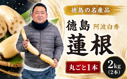 洗い れんこん 2kg 丸1本 1kg×2本 農家直送 レンコン 蓮根 れんこん 野菜 新鮮 人気 徳島蓮根 鳴門レンコン 蓮根屋 8月以降順次発送 徳島県