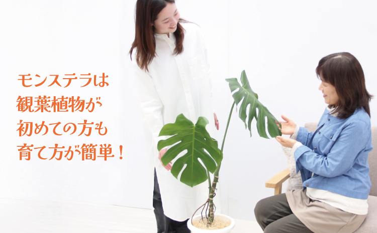 【森水木のラン屋さん】モダン モンステラ 幹立ちの希少な観葉植物 （高さ100～120cm）  幹立ちモンステラ 観葉植物 ギフト 大型モンステラ モンステラ プレゼント おしゃれ 開店祝い 新築祝い