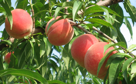 長野市産桃「なつっこ」約5kg