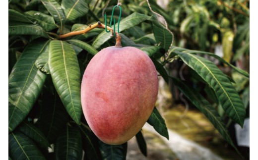 【2026年6月下旬より順次発送】沖縄県豊見城市産アップルマンゴー 約1.5kg｜マンゴー アップルマンゴー フルーツ くだもの 果物 先行予約 数量限定 おきなわ 沖縄 沖縄フルーツ 豊見城市(DJ