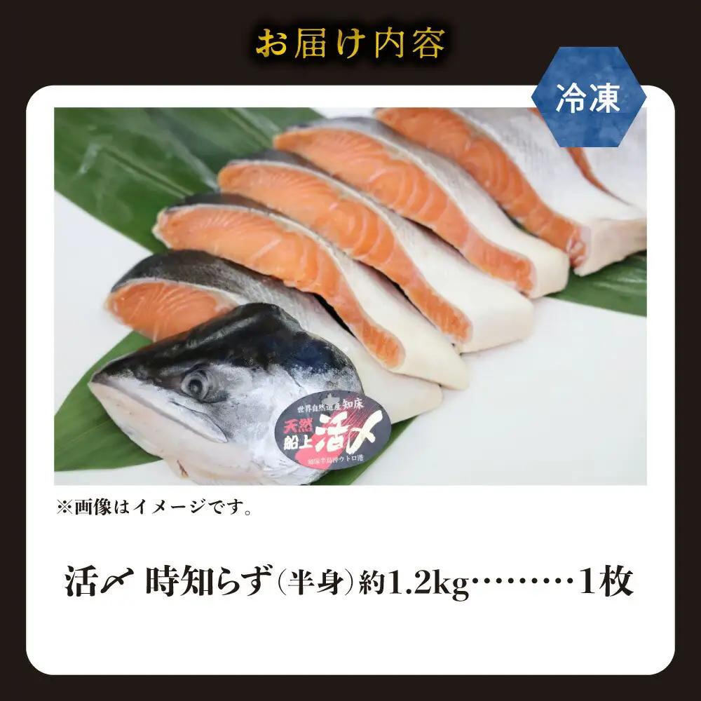 活〆 時知らず鮭 切り身 中塩仕込 天然  半身 1200g 魚体3kg以上