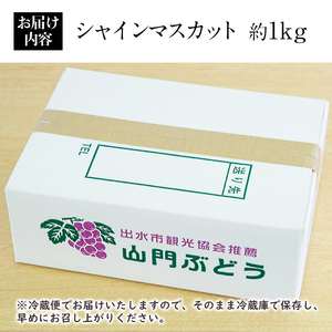 i1014 ≪数量・期間限定≫シャインマスカット(計約1kg) 国産 鹿児島 出水市 ぶどう ブドウ 果物 くだもの フルーツ シャインマスカット 葡萄 旬 種なし 旬 歯ごたえ 冷蔵 【山門ぶどう園