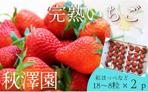 
            【18～8粒×２P】秋澤園の樹なり完熟いちご
          