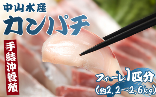 カンパチ カンパチフィレ 鮮魚 約2.2kg～2.6kg かんぱち 刺し身 手結沖養殖 - 期間限定 魚 かんぱち 海鮮 鮮魚 魚介類 切り身 海の幸 ギフト お刺身 煮物 焼き魚 おかず 手結沖養殖